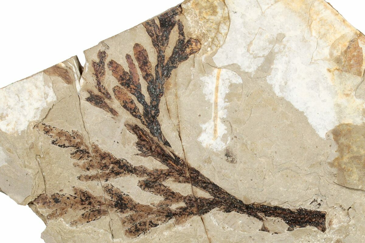 4.1" Fossil Plant (Chamaecyparis) Plate McAbee, BC (248779) For Sale