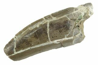 Serrated, Triassic Reptile (Postosuchus?) Tooth - Arizona #249070