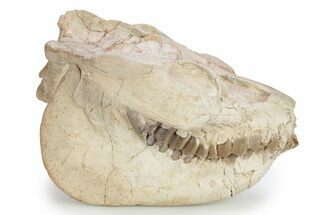 Fossil Oreodont (Leptauchenia) Skull - South Dakota #249246