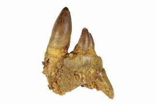 Fossil Crocodylomorph Jaw Section - Morocco #248917