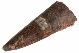 Fossil Pterosaur (Siroccopteryx) Tooth - Morocco #248928