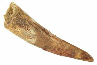 Large, Fossil Pterosaur (Siroccopteryx) Tooth - Morocco #248953