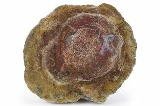 Colorful, Polished Dinosaur Bone (Gembone) Slab - Utah #249275