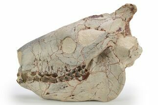 Fossil Oreodont (Eporeodon) Skull - South Dakota #249250