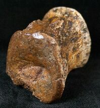 Hadrosaur Vertebra - Two Medicine Formation #14735