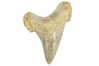 Serrated Sokolovi (Auriculatus) Shark Tooth - Dakhla, Morocco #249393