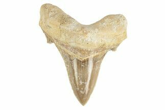 Serrated Sokolovi (Auriculatus) Shark Tooth - Dakhla, Morocco #249408
