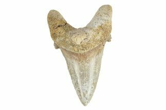 Serrated Sokolovi (Auriculatus) Shark Tooth - Dakhla, Morocco #249417