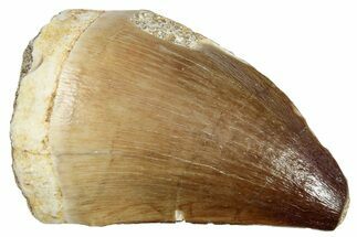 Fossil Mosasaur (Prognathodon) Tooth - Morocco #249617