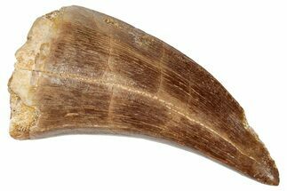 Fossil Mosasaur (Prognathodon) Tooth - Morocco #249743