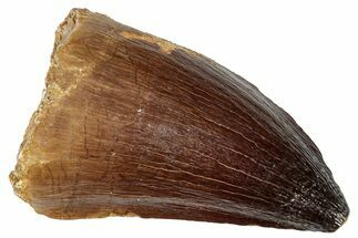 Fossil Mosasaur (Prognathodon) Tooth - Morocco #249744