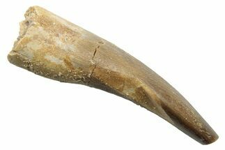 Fossil Plesiosaur (Zarafasaura) Tooth - Morocco #249594