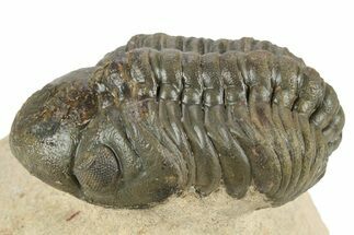Detailed Reedops Trilobite - Aatchana, Morocco #249807