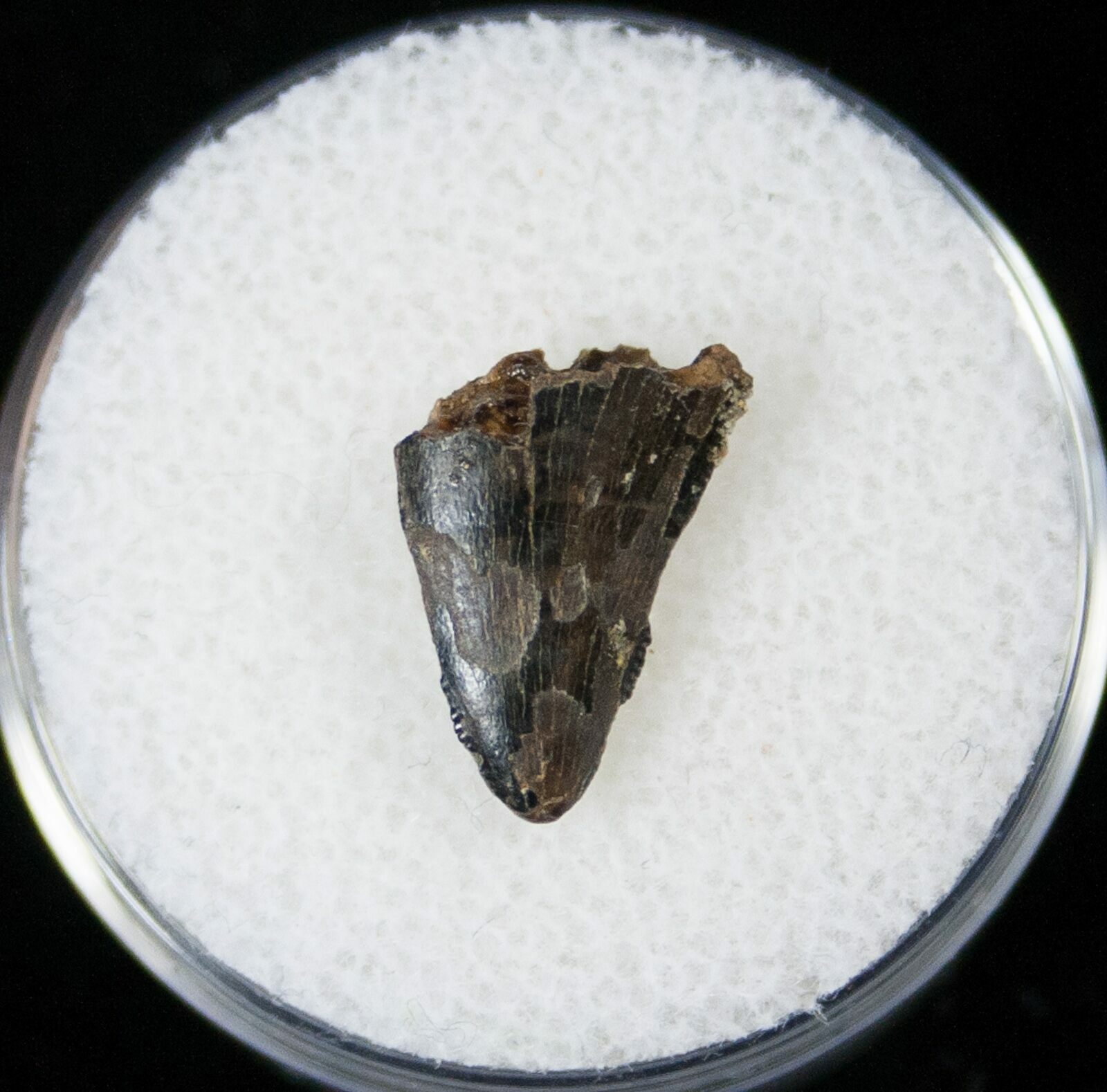 nanotyrannus tooth for sale