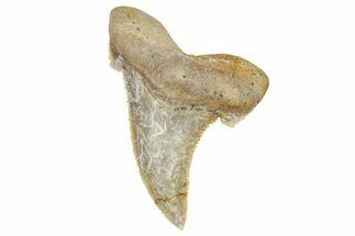 Serrated Sokolovi (Auriculatus) Shark Tooth - Dakhla, Morocco #249688