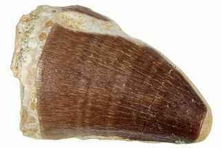 Fossil Mosasaur (Prognathodon) Tooth - Morocco #249829