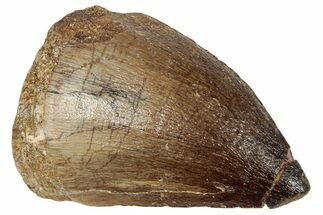 Fossil Mosasaur (Prognathodon) Tooth - Morocco #249830