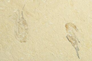 Two Cretaceous Fossil Shrimp - Lebanon #249579