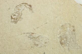 Three Cretaceous Fossil Shrimp - Lebanon #249847