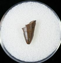 Nanotyrannus Tooth Tip - Montana #14767