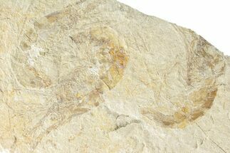 Three Cretaceous Fossil Shrimp - Lebanon #249876