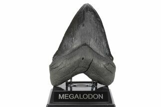 Serrated, Fossil Megalodon Tooth - Massive Meg #250077