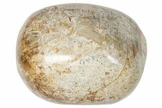 Polished Dinosaur Bone (Gembone) - Morocco #250097