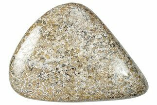 Polished Dinosaur Bone (Gembone) - Morocco #250099