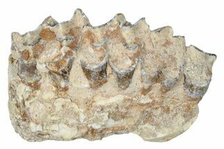 Oreodont (Merycoidodon) Jaw Section - South Dakota #250135