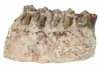 Oreodont (Merycoidodon) Jaw Section - South Dakota #250154