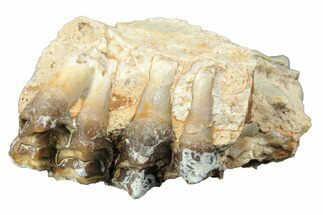 Fossil Oreodont (Merycoidodon) Jaw Section - South Dakota #249293