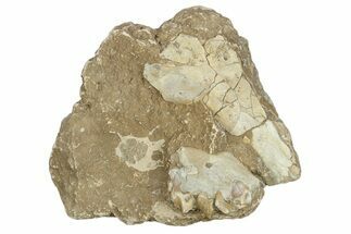 Bargain Fossil Oreodont (Merycoidodon) Jaws - South Dakota #249295