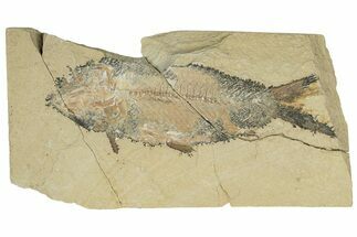 Bargain, Cretaceous Fossil Fish (Nematonotus?) - Lebanon #250184