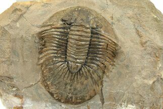 Platyscutellum Trilobite Fossil - Atchana, Morocco #249919
