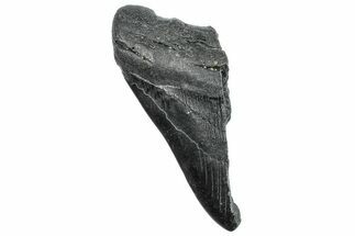 Partial Fossil Megalodon Tooth - South Carolina #250039