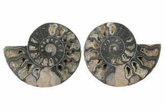 Cut & Polished Ammonite Fossil - Unusual Black Color #250452