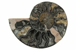 Cut & Polished Ammonite Fossil (Half) - Unusual Black Color #250470