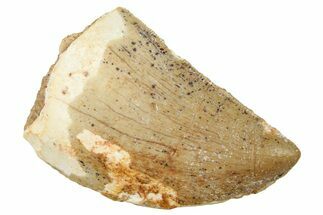 Serrated, Carcharodontosaurus Tooth - Real Dinosaur Tooth #250565
