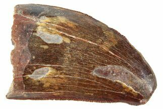 Serrated, Carcharodontosaurus Tooth - Real Dinosaur Tooth #250568