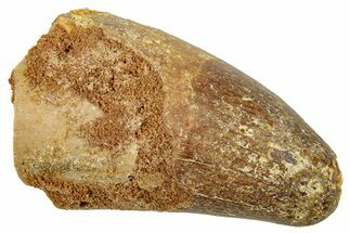 Cretaceous Fossil Crocodylomorph Tooth - Morocco #250708