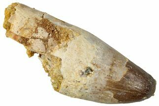 Cretaceous Fossil Crocodylomorph Tooth - Morocco #250721