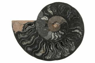 Cut & Polished Ammonite Fossil (Half) - Unusual Black Color #250479