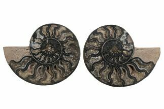 Cut & Polished Ammonite Fossil - Unusual Black Color #250506