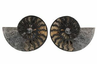 Cut & Polished Ammonite Fossil - Unusual Black Color #250518