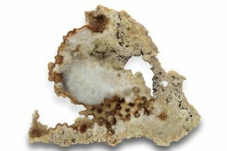 Agatized Fossil Coral Slab - Florida #250929