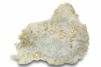 Agatized Fossil Coral Slab - Florida #250931