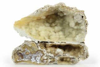 Sparkling, Agatized Fossil Coral Geode - Florida #250940