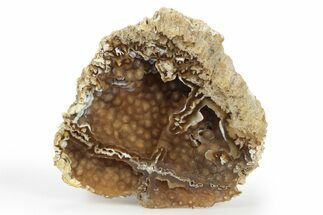 Agatized Fossil Coral Geode - Florida #250942