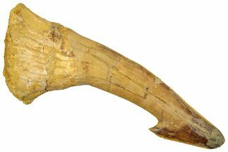 Fossil Sawfish (Onchopristis) Rostral Barb - Morocco #250873