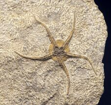 Museum Worthy Brittle Star Fossil - Wide #14833